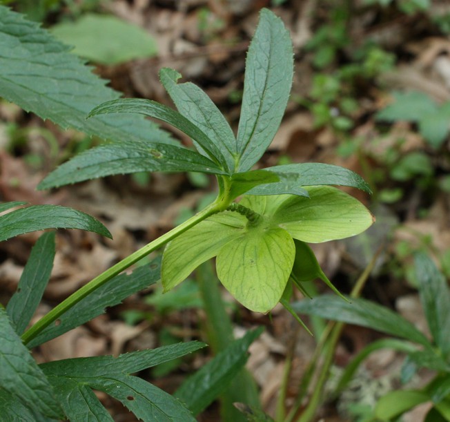 Helleborus viridis